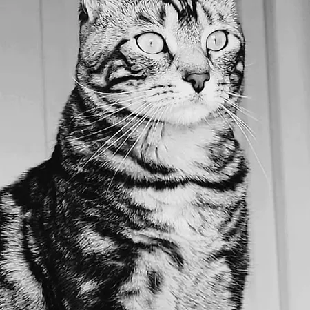 לינה וארוחת בוקר La Moustache Bleue Bouin (Vendee)