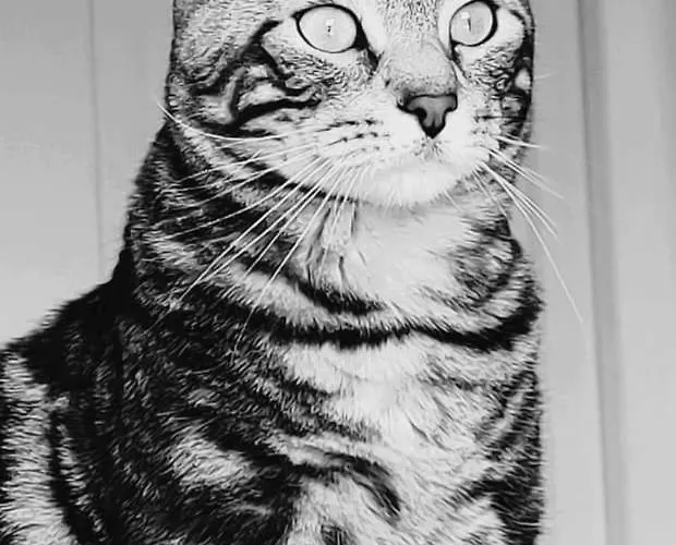 Couette-café La Moustache Bleue Bouin (Vendee)